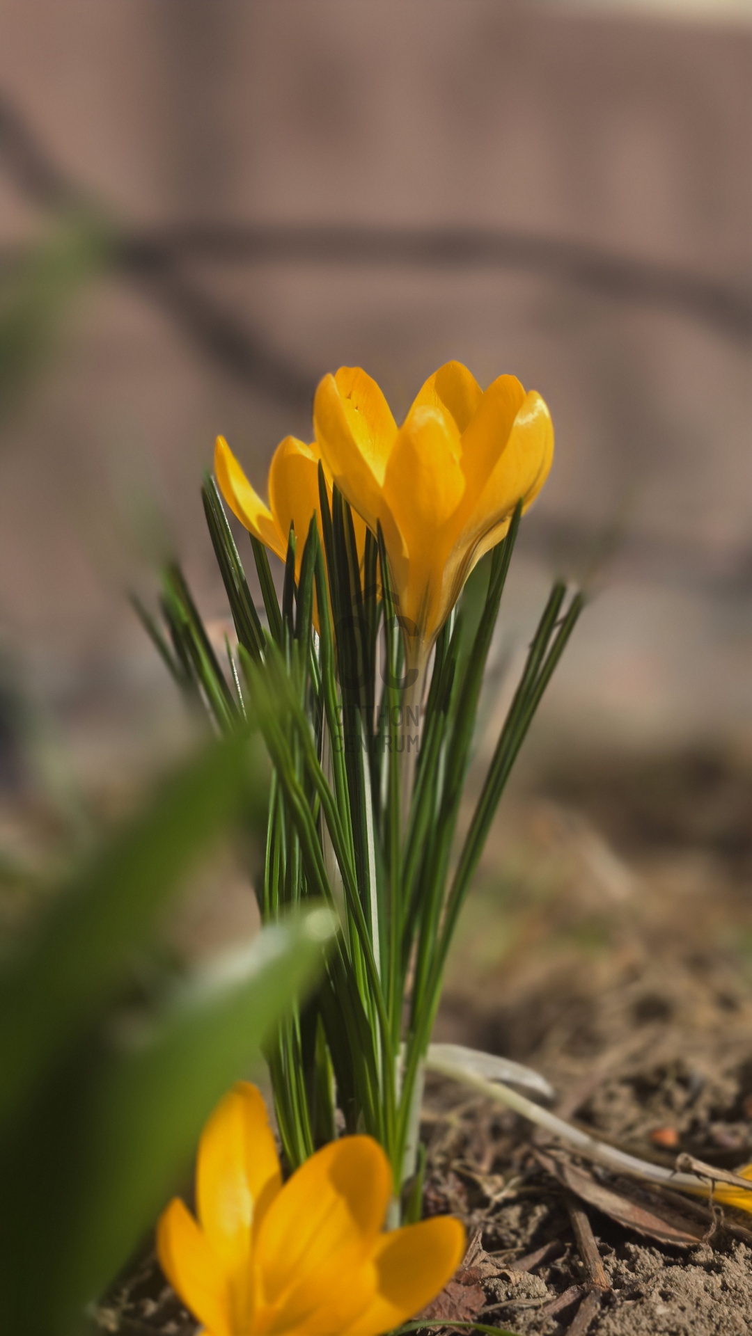 Gallery zoom image